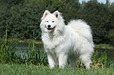 SAMOYEDE 002